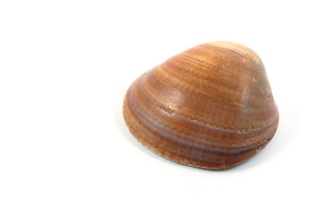 Image showing Shell