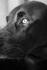 Image showing Black and White Lab