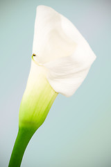 Image showing Beautiful Calas Lily, Soft Focus