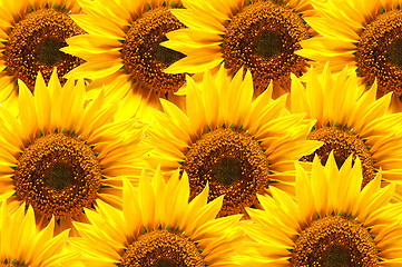 Image showing sunflower background