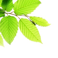 Image showing green leaves