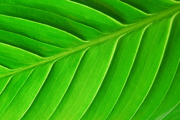 Image showing structure of a leaf