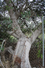 Image showing Old tree