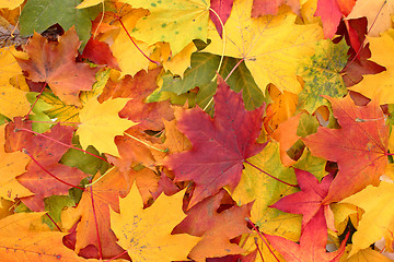 Image showing autumn leaves 