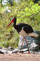 Image showing billed stork