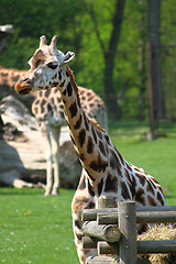 Image showing giraffe