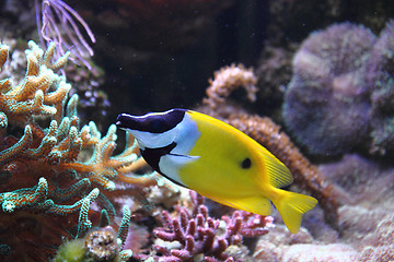 Image showing yellow fish