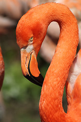 Image showing flamingo head 