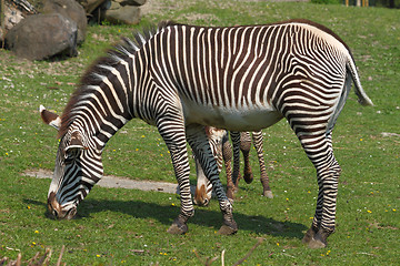 Image showing zebra