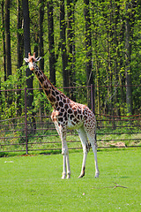 Image showing giraffe