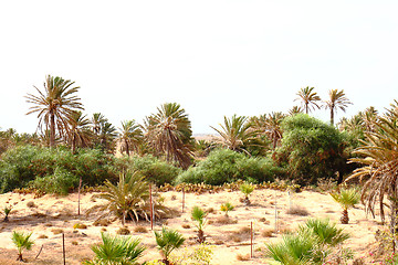 Image showing oasis in Tunisia 