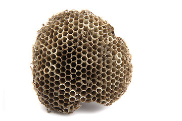 Image showing wasp nest