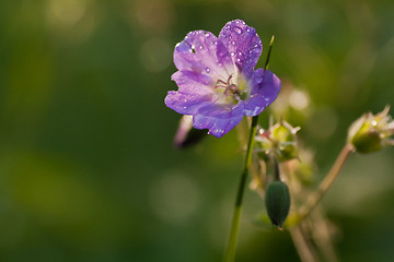 Image showing Wood cranesbill