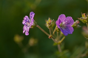 Image showing woodland geranium