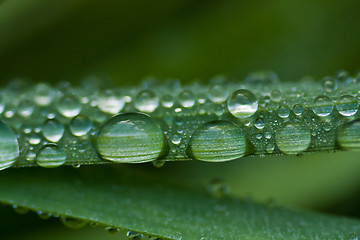 Image showing drops on leaf