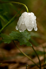 Image showing wood anemone with raindrops