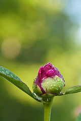 Image showing peaony bud with drops