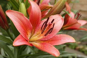 Image showing Pink lily flower in flower beds