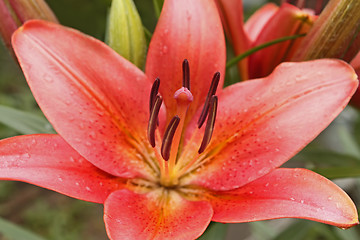 Image showing Pink lily flower after the rain