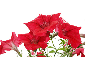 Image showing Red bright flowers after the rain. Isolated