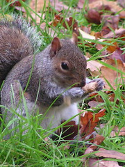 Image showing Autumnal Squirrel