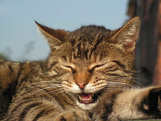 Image showing Talking Cat