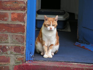 Image showing Old cat, Bruiser