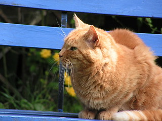 Image showing Ginger Cat Henry