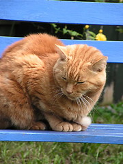 Image showing Ginger Cat Henry