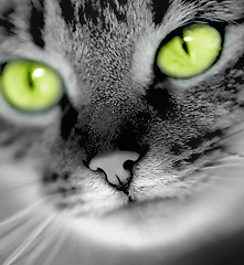 Image showing green-eyed cat