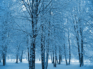 Image showing winter trees