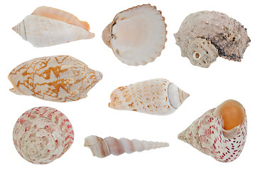 Image showing Sea shells