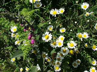 Image showing Hedgerow flowers.