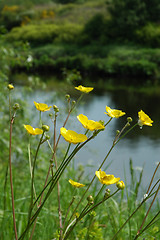 Image showing Buttercups