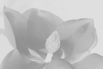 Image showing Magnolia Grandiflora Flower