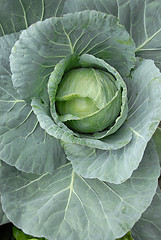 Image showing Cabbage Head Vegetable