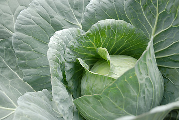 Image showing Cabbage Head Vegetable