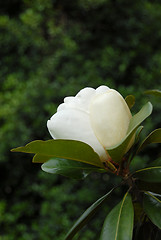 Image showing Magnolia Grandiflora Flower Bud