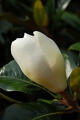 Image showing Magnolia Grandiflora Flower Bud