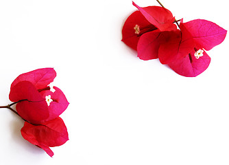 Image showing bunch of red flowers isolated on white 