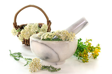 Image showing Medicinal herbs