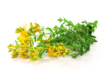 Image showing St. John's wort