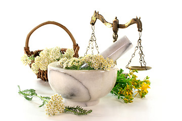 Image showing Medicinal herbs