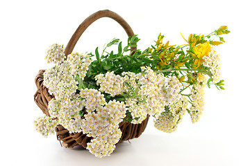 Image showing Yarrow and St. John's Wort