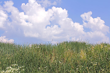 Image showing Grass and Blue Sky with Clouds