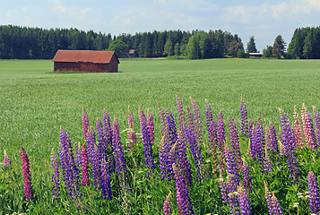 Image showing Rural Scenery with Flowers in Finland