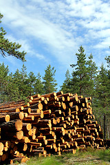 Image showing Stack of Cut Pine Timber in Summer Forest