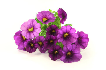 Image showing Petunia