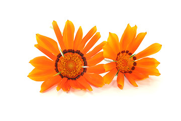 Image showing Gazania