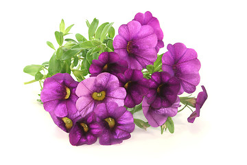 Image showing Petunia